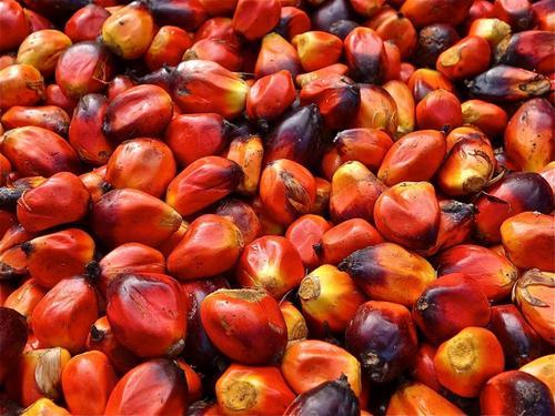 Fresh Palm Nut Seed 800gm